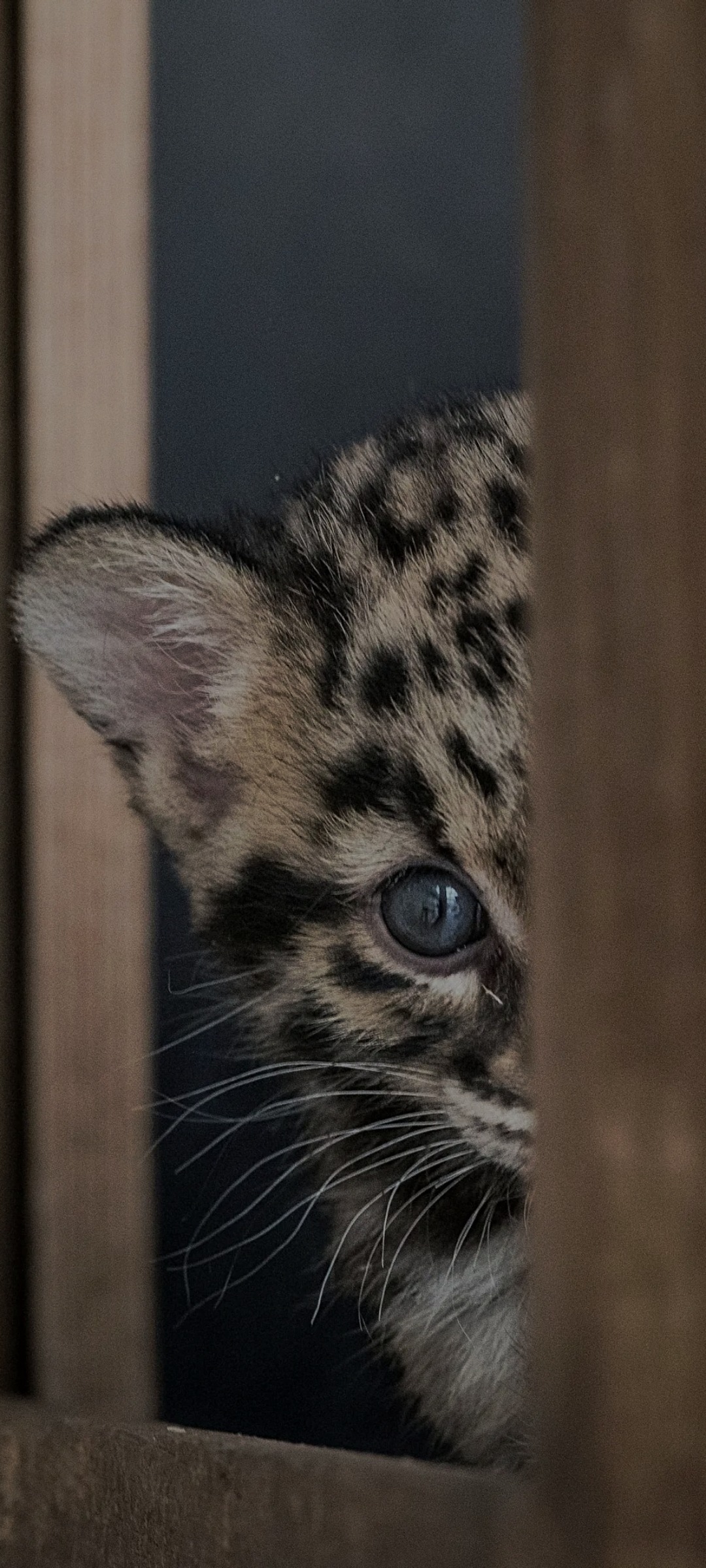 Profil de Nicky, 39 ans, Rencontre à Troine